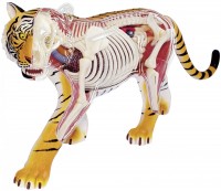 Фото - 3D пазл 4D Master Tiger Anatomy Model 26105 