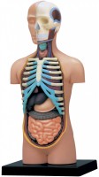 Фото - 3D пазл 4D Master Human Torso Anatomy Model 26051 