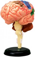 Фото - 3D пазл 4D Master Human Brain Anatomy Model 26056 