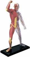 Фото - 3D пазл 4D Master Muscle and Skeleton Anatomy Model 26058 