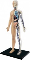 Фото - 3D пазл 4D Master Half Cleared Human Body Anatomy Model 26085 