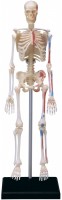 Фото - 3D пазл 4D Master Human Skeleton Model 26059 