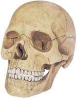 Фото - 3D пазл 4D Master Exploded Skull Model 26086