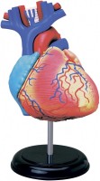 Фото - 3D пазл 4D Master Heart Anatomy Model 26052 