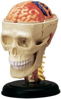 Фото - 3D пазл 4D Master Cranial Nerve Skull 26053