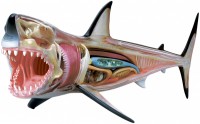 Фото - 3D пазл 4D Master Great White Shark Anatomy Model 26111 