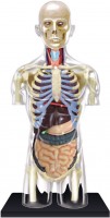 Фото - 3D пазл 4D Master Transparent Torso 626108 