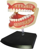 Фото - 3D пазл 4D Master Adult Dentures 626015 