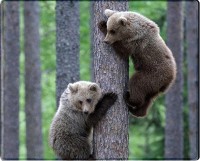 Фото - Коврик для мышки Voltronic Power Two Bears