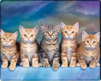 Фото - Коврик для мышки Voltronic Power Five Cats