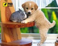 Фото - Коврик для мышки Pod myshku Puppy