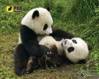Фото - Коврик для мышки Pod myshku Pandas