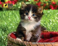 Фото - Коврик для мышки Pod myshku Kitten in a Basket 