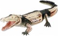 4D Master Crocodile Anatomy Model 26114 