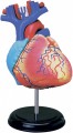 4D Master Heart Anatomy Model 26052