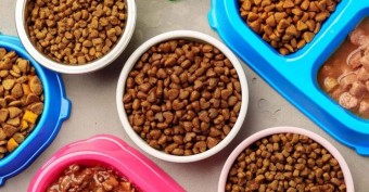 Как выбрать корм для котов