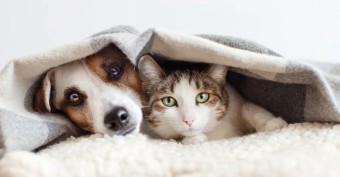 Что необходимо приобрести перед появлением в доме кота или собаки